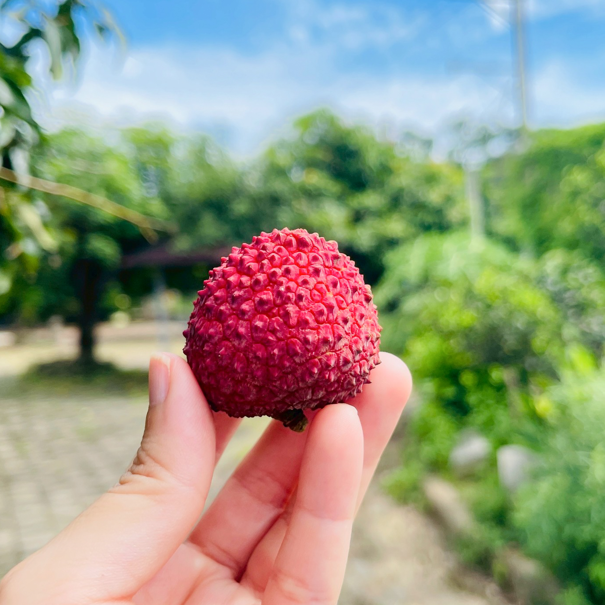 澎湃大果 大丁香荔枝