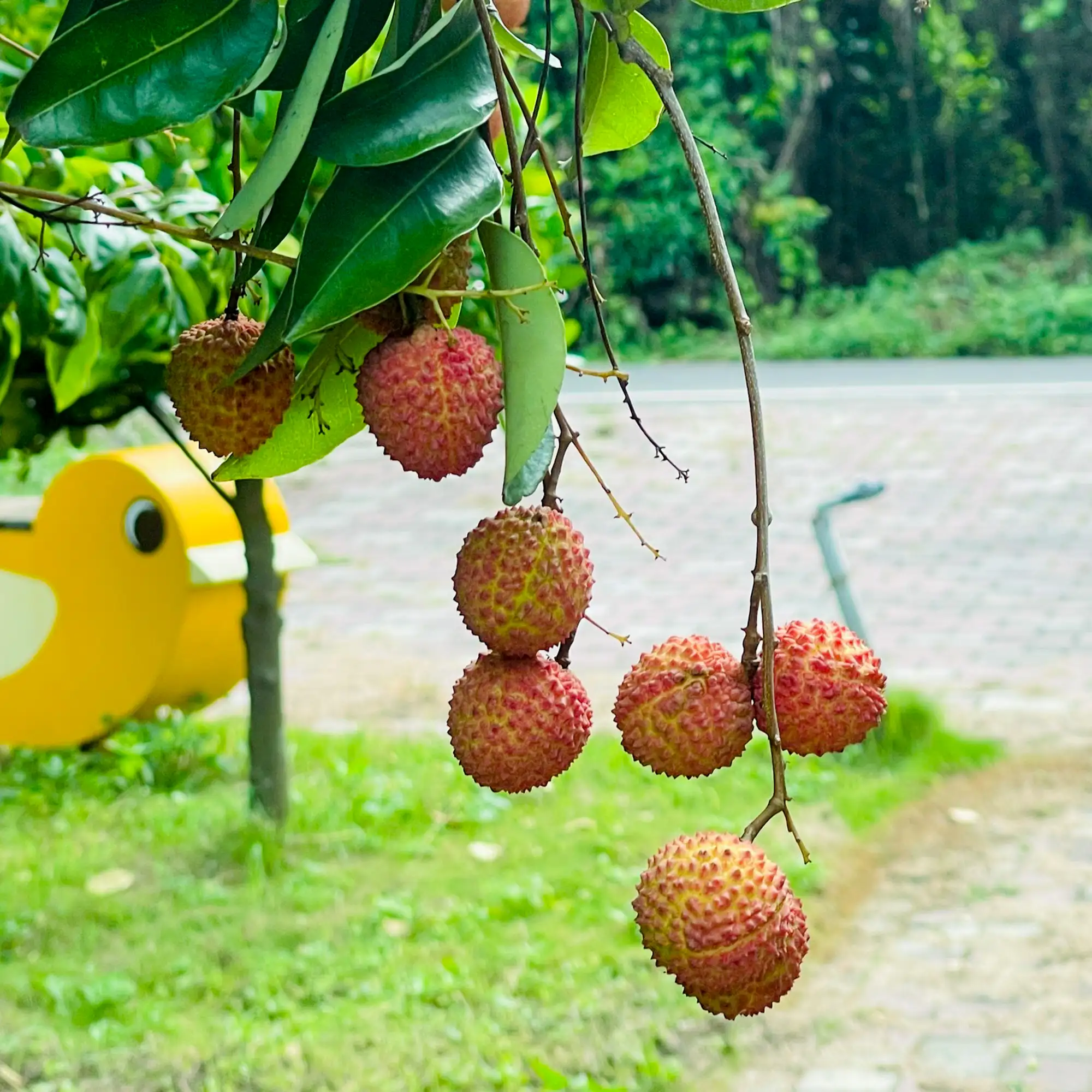 極品 糯米荔枝