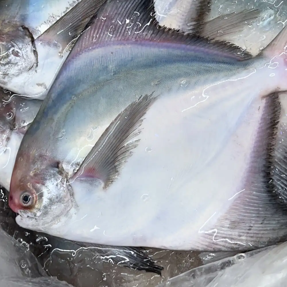 南方澳 野生白鯧