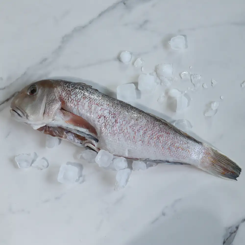 特大1kg手釣白甘鯛「幻の高級魚」